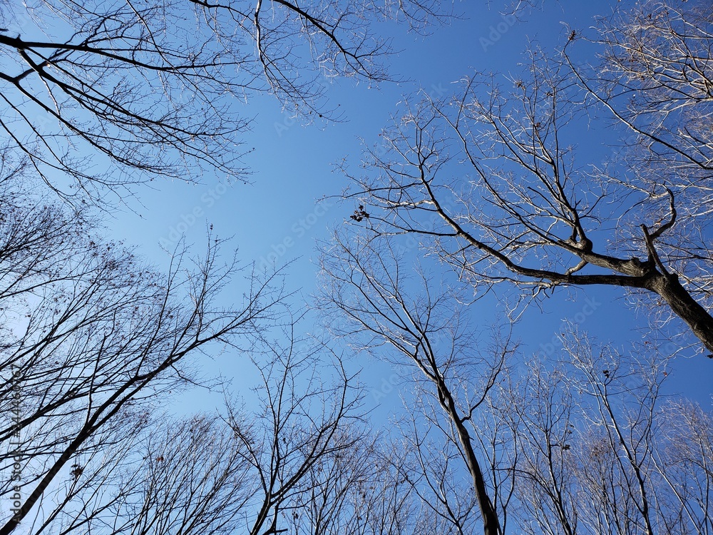 Obraz premium 青空と枯れ木