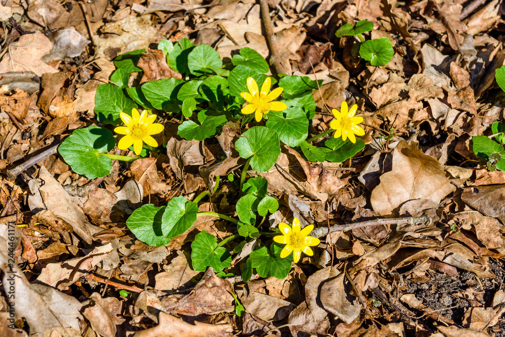 Yellow buttercups in a forest on early spring Yellow buttercups in a forest on early spring