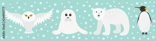 White bear, owl, king penguin Emperor Aptenodytes Patagonicus, Seal pup baby harp. Arctic polar animal set. Kids education cards. Flat design. Winter antarctica blue snow background.