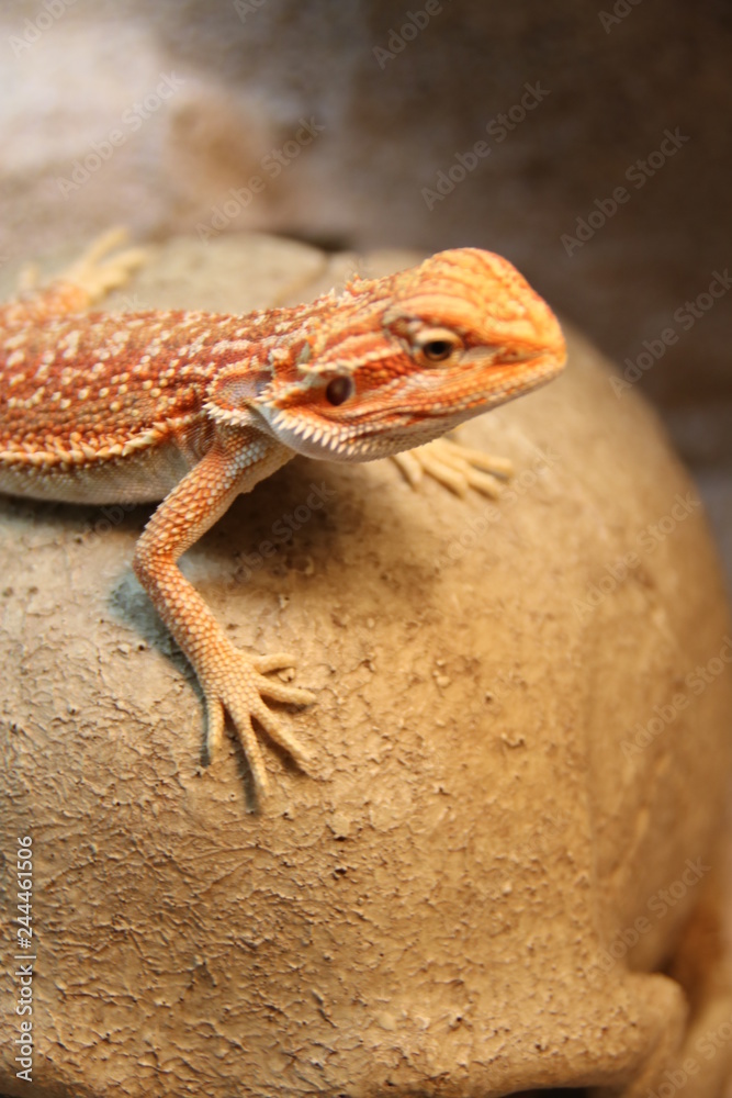 Fototapeta premium Echse