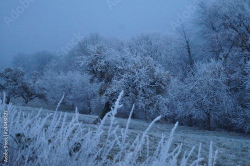 Wunderschöne Landschaft mit von Frost bedeckten Bäumen, Straüchern und Wiesen. photo