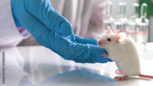 testing drugs and vaccine on mice photo