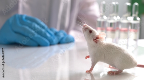 Experimental mice in science