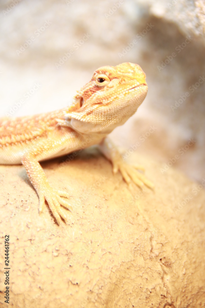 Naklejka premium Echse