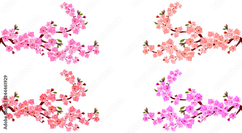 Sakura. Set. Four branches with different shades of flowers. Leaves and cherry buds. On a white background. illustration Sakura. Set. Four branches with different shades of flowers. Leaves and cherry buds. On a white background. illustration
