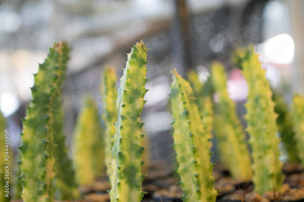 succulents and cactus in black pots,overhead succulents and cactus in black pots,overhead