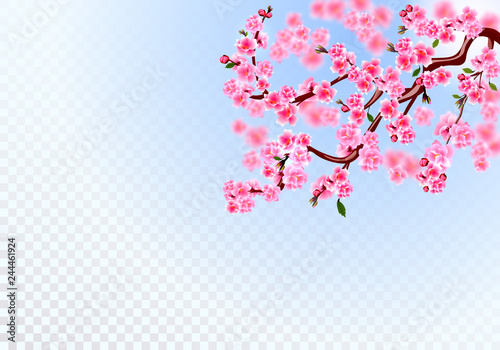 Sakura. Branches with pink flowers  leaves and cherry buds. Defocus effect. On a transparent background. illustration