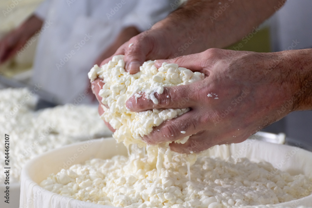 hands of master cheesemaker working the product hands of master cheesemaker working the product