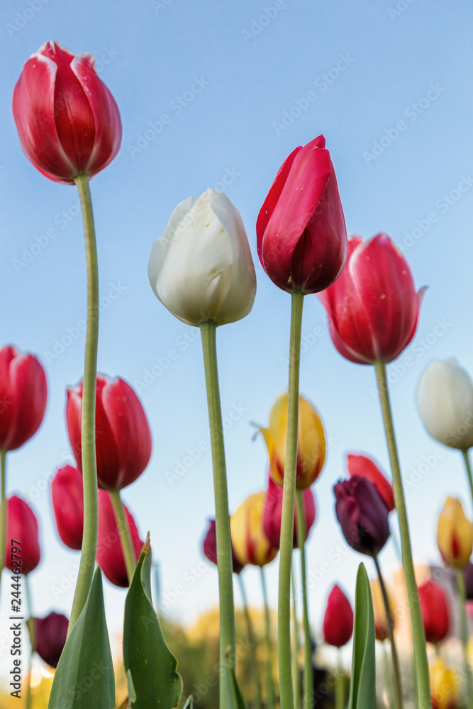 Fototapeta premium The Colorful Tulips