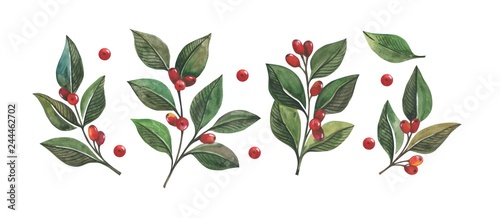 Composition of green leaves and red berries in watercolor style. Beautiful composition with barberry. Can be used as decoration for business cards  invitations and greeting cards printing on fabrics  