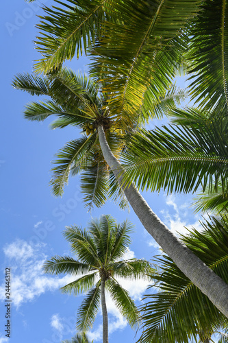 Palm trees set against a blue shy with the sun shining through. © scottdavis2