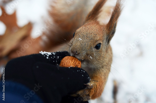 Squirrel eats wallnut frow the humans hand photo