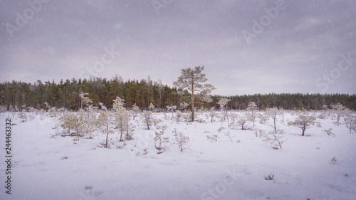 Wallpaper Mural Snow covered swamp in Finnish national park. Torontodigital.ca