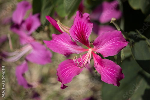Pink flower or Bauhinia flower
