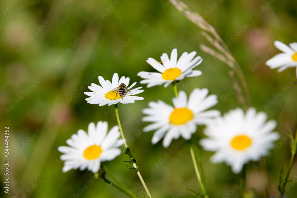 Group of daisies in the field