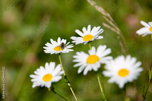 Group of daisies in the field