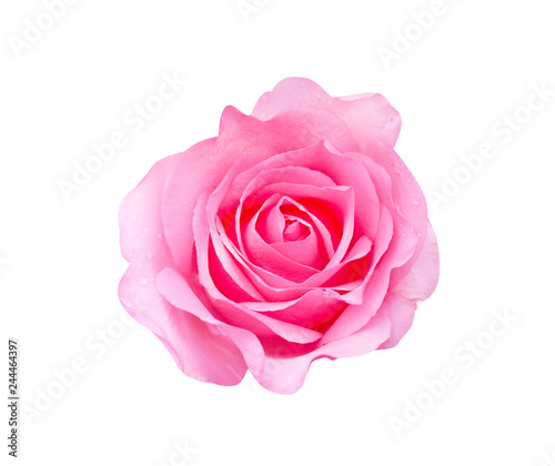 Colorful pink rose flowers head blooming with water drops top view isolated on white background