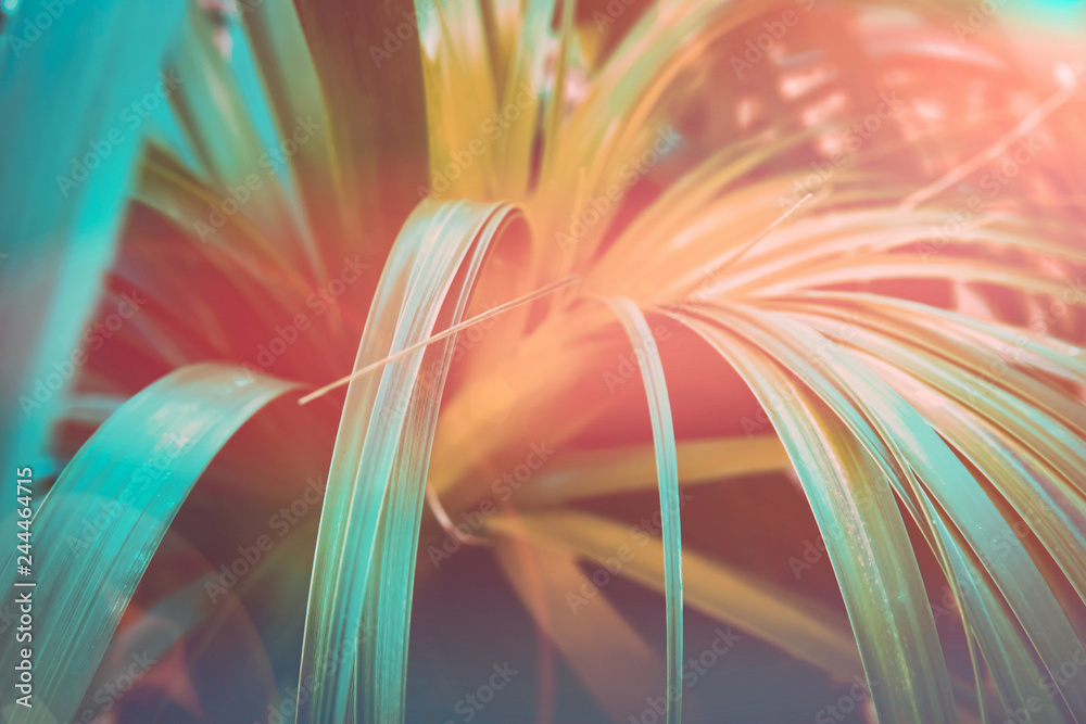 Beautiful tropical nature background. Plant with long narrow dangling leaves. Duotone coral orange and teal gradient effect. Sunlight flare. Travel beach vacation wanderlust tranquility concept - obrazy, fototapety, plakaty 