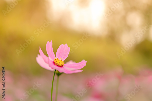 pink cosmos flower © rakT