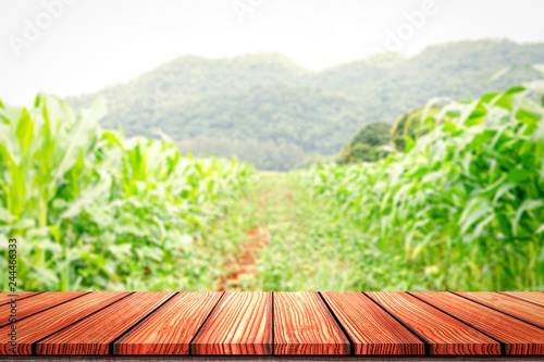 Empty Wooden board top table in front of blurred corn field background. Perspective wood in blurred green corn farm background for photo montage, product display or mock up your product. photo