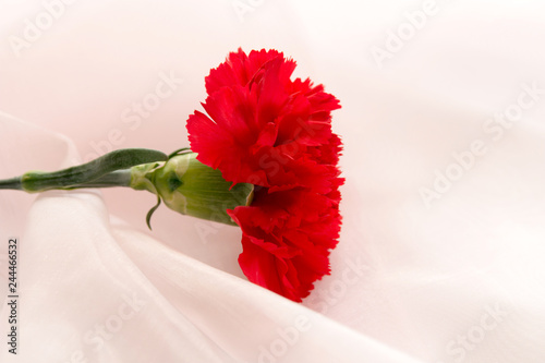 赤いカーネーション