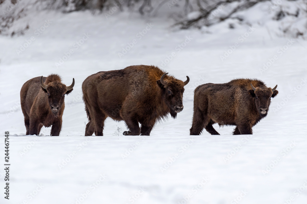 European bison (Bison bonasus) in natural habitat European bison (Bison bonasus) in natural habitat