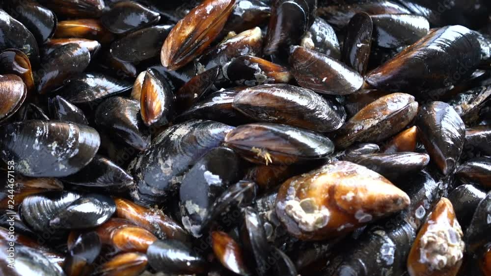 Raw sea mussels rotating , view with little perspective Raw sea mussels rotating , view with little perspective