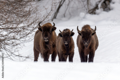 European bison (Bison bonasus) in natural habitat