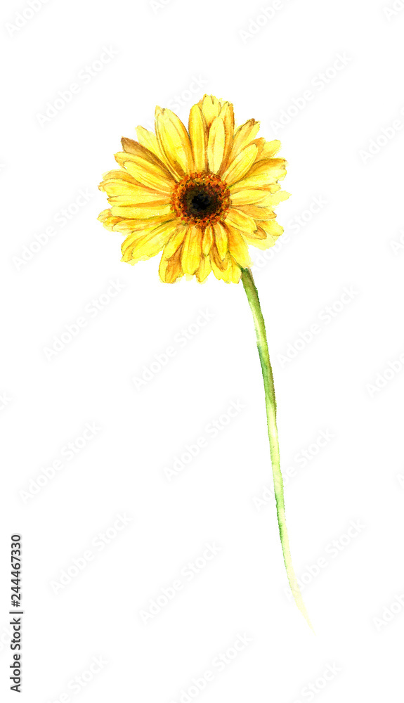 Naklejka premium 黄色のガーベラの水彩画