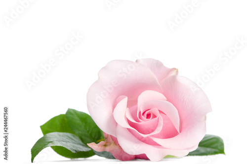 single bud of pink rose isolated on white background