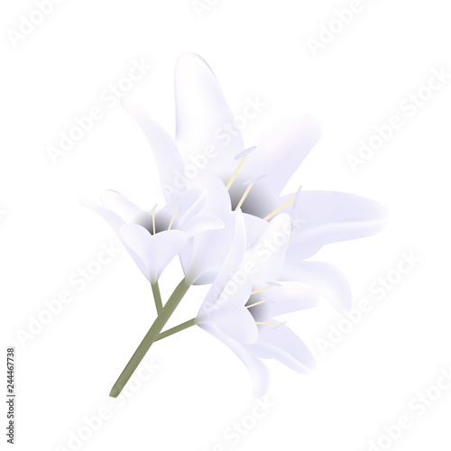 Bouquet of white lilies.