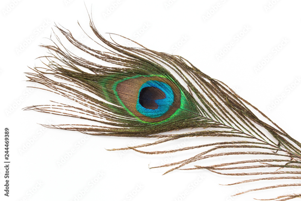 Obraz premium Peacock Feather on a White Background