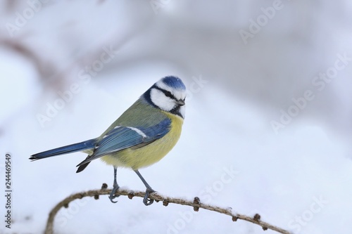 Cute eurasian blue tit sitting on the branch. Wildlife scene from nature. Song bird in the winter. Parus caeruleus.