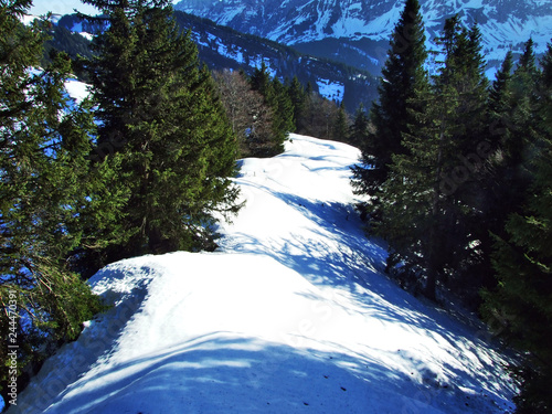 Trees and coniferous forests on the slopes of the Spitzli hill - Canton of Appenzell Ausserrhoden, Switzerland photo