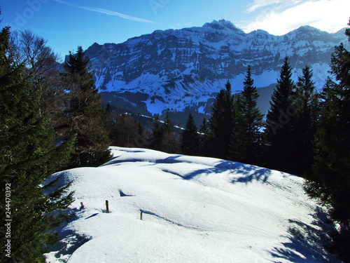 Trees and coniferous forests on the slopes of the Spitzli hill - Canton of Appenzell Ausserrhoden, Switzerland photo