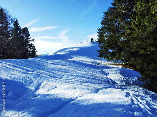 Trees and coniferous forests on the slopes of the Spitzli hill - Canton of Appenzell Ausserrhoden, Switzerland photo