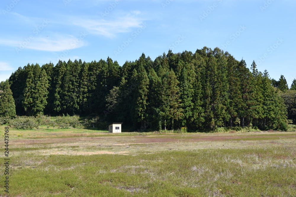 Obraz premium スギ林