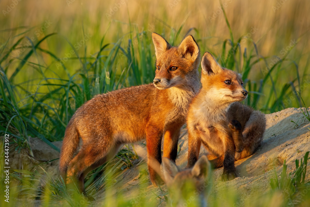 Red fox, vulpes vulpes, small young cubs near den curiously weatching around. Cute little wild predators in natural environment. Brotherhood of animlas in wilderness.