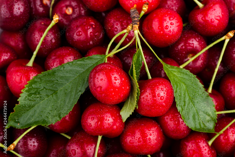 sweet cherry close up sweet cherry close up