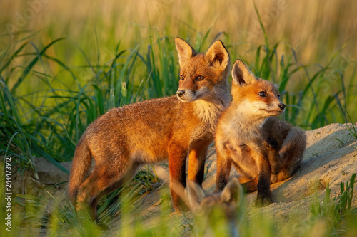 Obraz na płótnie Red fox, vulpes vulpes, small young cubs near den curiously weatching around. Cute little wild predators in natural environment. Brotherhood of animlas in wilderness. w salonie