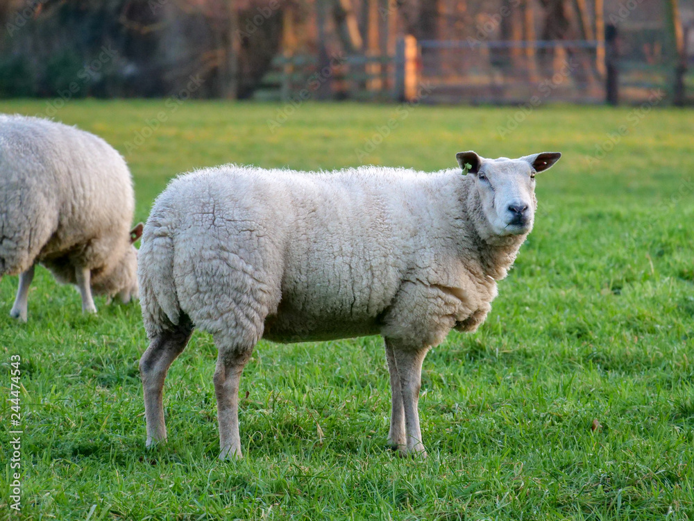 Fototapeta premium Sheep sideview in winter fur