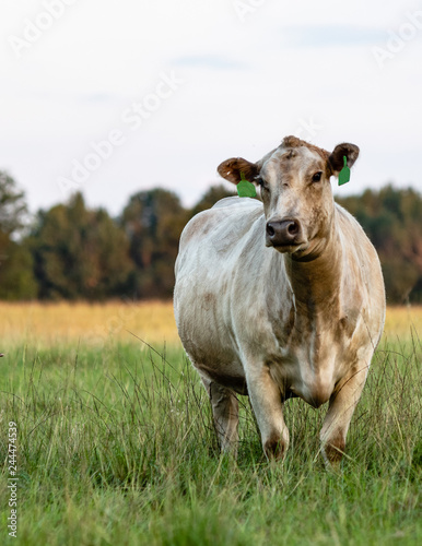 Lone white beef cow - portrait