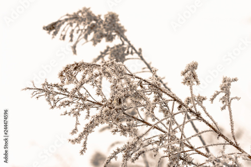 Nature background of frost covered plants