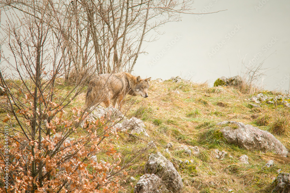 Fototapeta premium parco nazionale d'Abruzzo