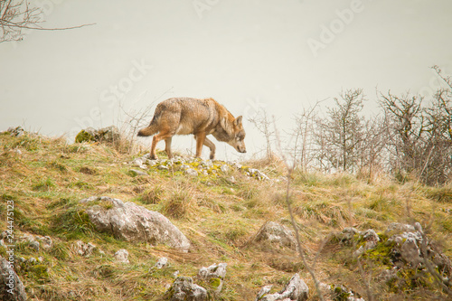 parco nazionale d'Abruzzo