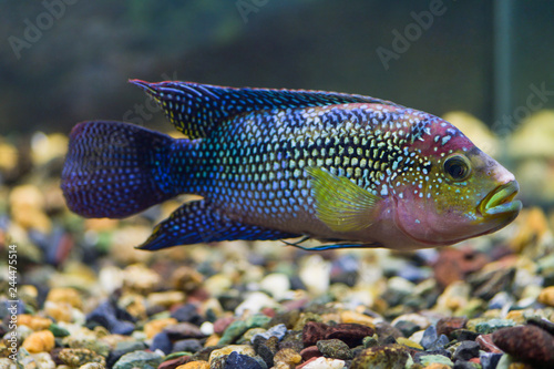 Cichlasoma octofasciatum  . Fish Cichlasoma eight-lane closeup floats in the transparent aquarium photo