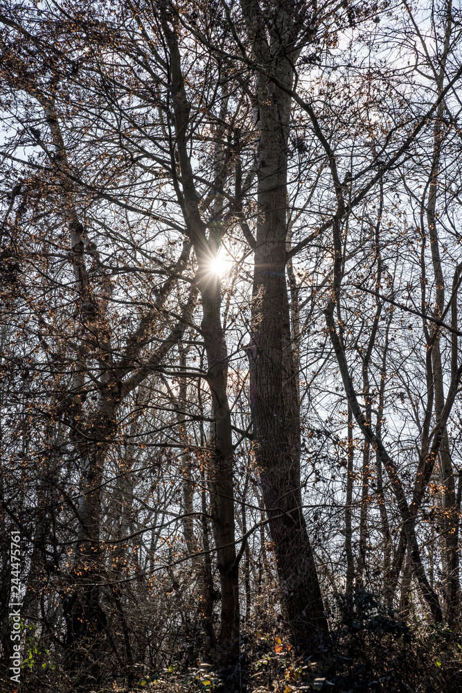 Bäume im Wald - die Sonne scheint durch die Äste 