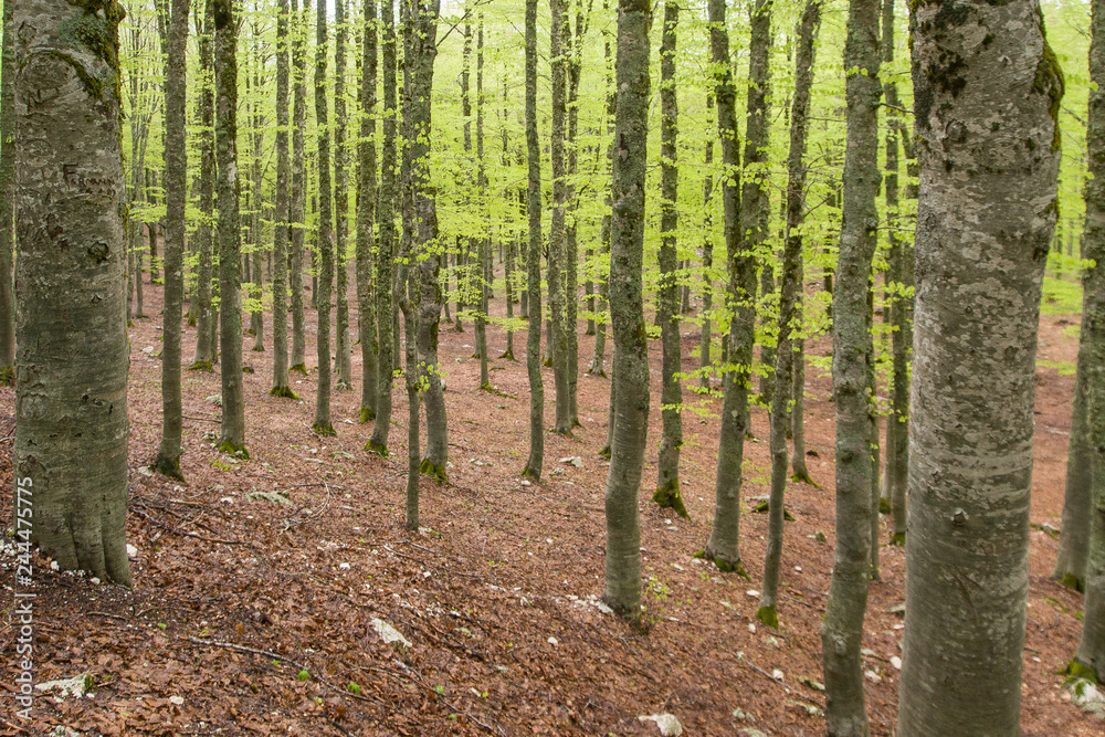 Obraz premium parco nazionale d'Abruzzo