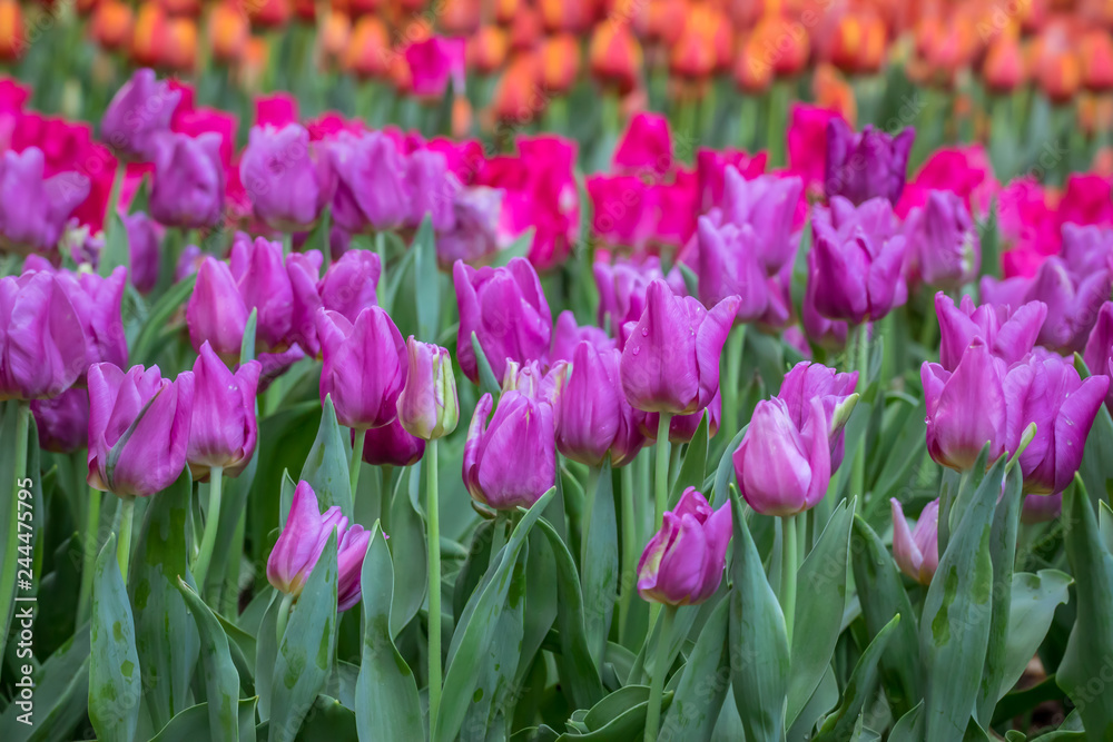 Colorful tulips flowers blooming in a garden. 