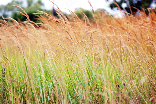 Grass background